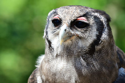 Close-up portrait of a owl