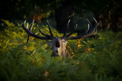 Close-up of stag in forest 