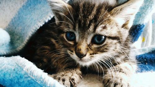 Close-up portrait of kitten