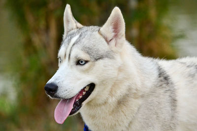 Close-up of dog looking away