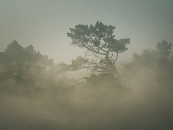 Low angle view of trees against sky