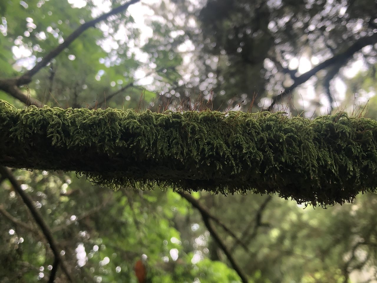 CLOSE-UP OF WET TREE IN FOREST