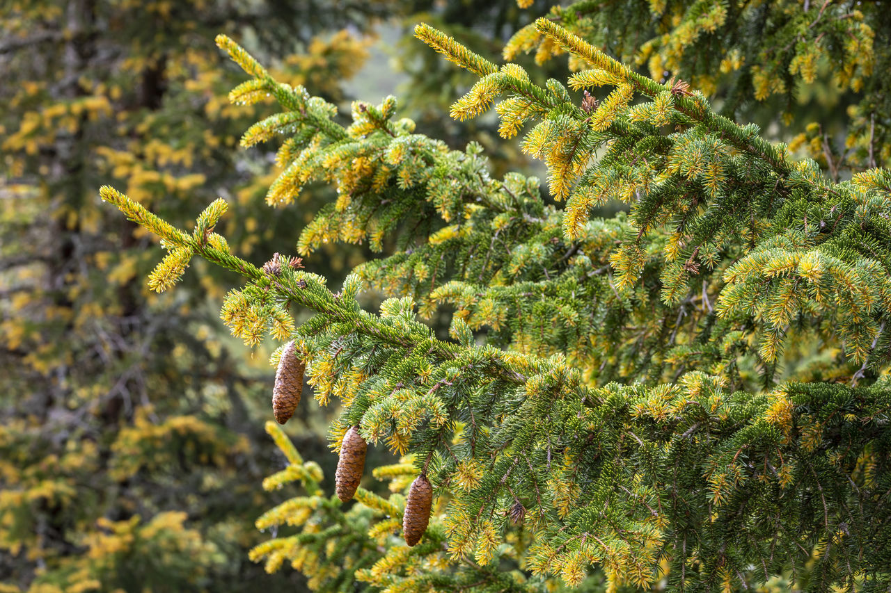 plant, tree, green, growth, nature, leaf, beauty in nature, no people, day, shrub, spruce, flower, food and drink, food, branch, moss, outdoors, plant part, focus on foreground, close-up, land, forest, evergreen, produce, coniferous tree, autumn, pine tree, fir, pinaceae, healthy eating, freshness, yellow, tranquility