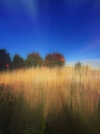 Scenic view of field against clear sky