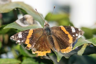 Close-up of butterfly pollinating flower