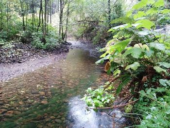 River amidst trees in forest