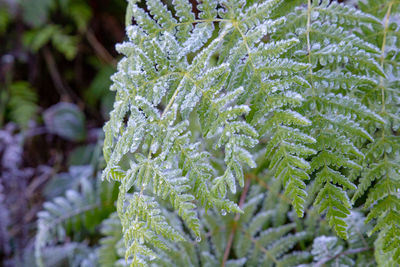 Close-up of snow covered pine tree