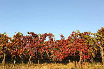 Trees on field against clear blue sky