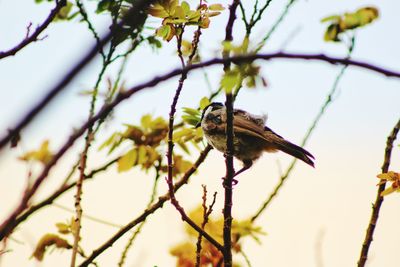 Close-up of insect perching on branch