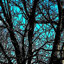 Low angle view of bare trees against sky