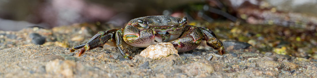 Close-up of crab on ground