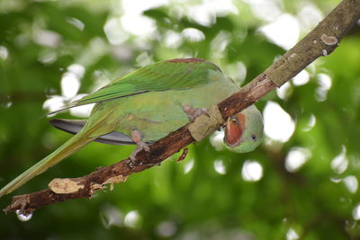 Close-up of bird perching on branch