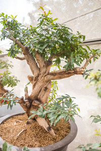 Close-up of potted plant