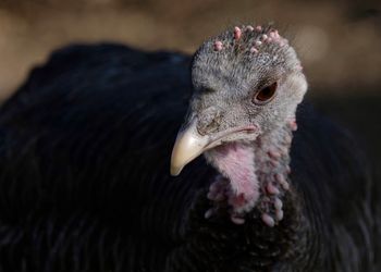 Close-up of female turkey bird.