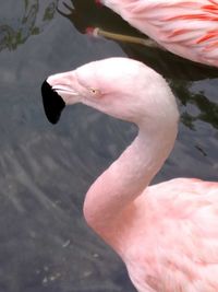 Close-up of bird in water