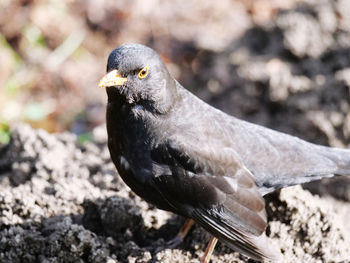 Close-up of a bird