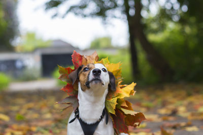 Close-up of a dog in autumn leaves