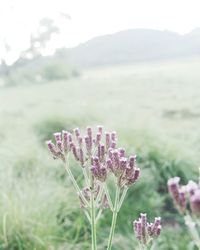 Close-up of pink flowering plant on field