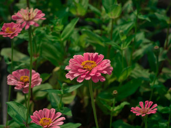 Close-up of pink flowering plants