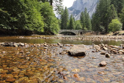 Bridge over river in forest