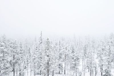 Frozen trees in forest against sky during winter