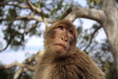 Low angle view of monkey against tree