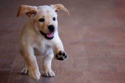 Portrait of a dog