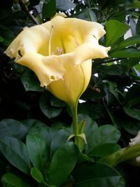Close-up of yellow rose blooming outdoors