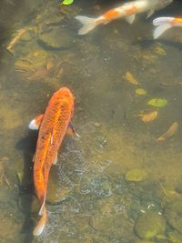 High angle view of fish swimming in lake