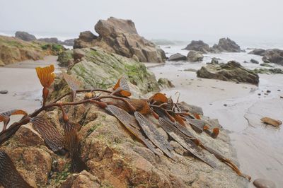 Scenic view of rocks on beach against sky