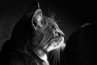 Close-up of cat looking away