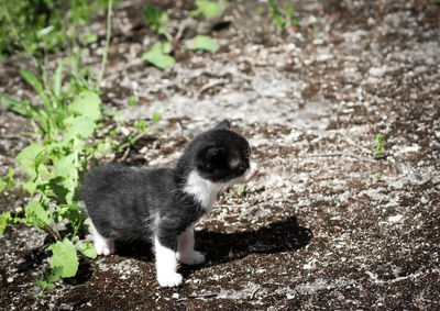 High angle view of small cat on land