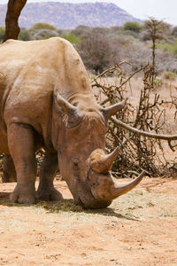 The critically endangered white rhino - ceratotherium simum feeding at a conservancy in kenya