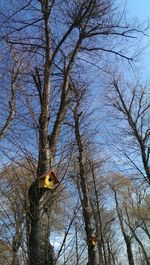 Low angle view of bare trees against sky