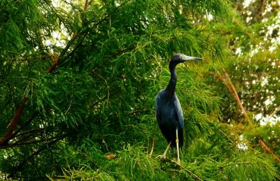 Bird perching on tree in forest