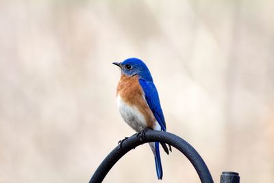 Eastern bluebird perching on metallic gate