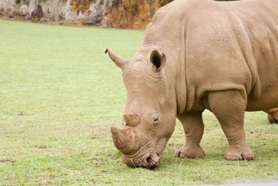Rhino standing in a field