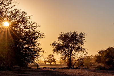 Silhouette trees on field against sky during sunset