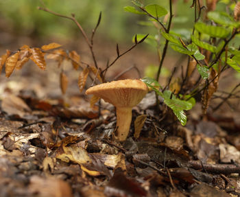 Close-up of mushroom growing in forest