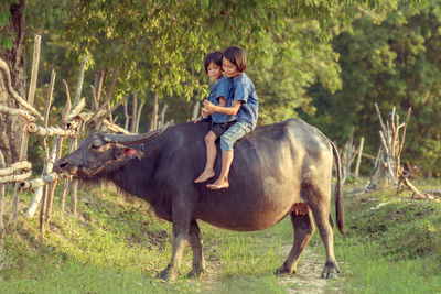 Sisters sitting on water buffalo at field