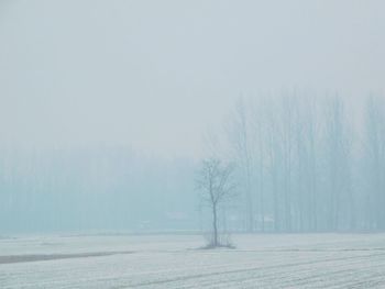 Bare trees on snow covered field