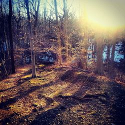 Sun shining through trees