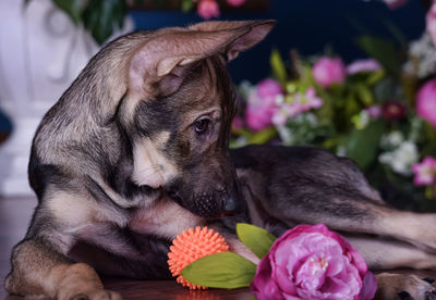 Close-up of a dog