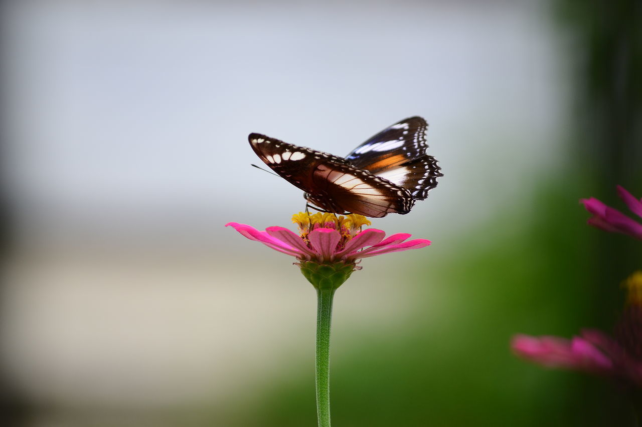 CLOSE-UP OF BUTTERFLY ON PURPLE FLOWER