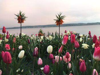 Close-up of flowers blooming by sea against sky