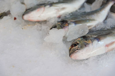 High angle view of fish in water