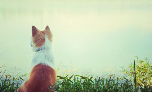 Close-up of a dog on field against sky