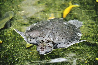 High angle view of fish in water