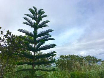 Low angle view of tree against sky