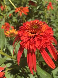 Close-up of red flowers blooming outdoors